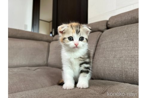 販売中の茨城県のスコティッシュフォールド(折れ耳)-118854の2枚目